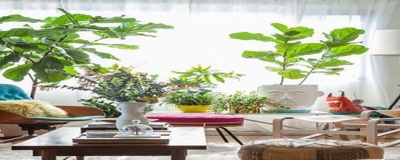 客厅绿植——打造舒适自然的居家空间（选择合适的绿植，让客厅更加美好）