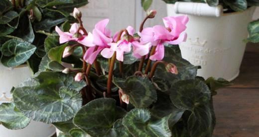 仙客来种子育苗方法（轻松掌握种植技巧，成功种出高品质仙客来）