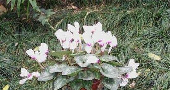 仙客来种子育苗方法（轻松掌握种植技巧，成功种出高品质仙客来）