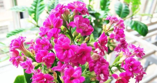 缤纷冬花世界（在寒冷的季节里，赏花迎接温暖）