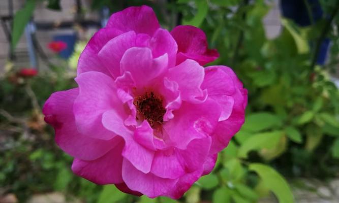缤纷冬花世界（在寒冷的季节里，赏花迎接温暖）