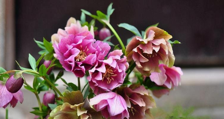 缤纷冬花世界（在寒冷的季节里，赏花迎接温暖）