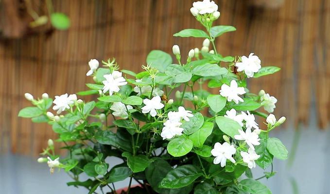 茉莉花的养护技巧（如何让茉莉花茁壮成长）
