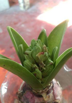 水培风信子的开花时间（掌握水培风信子开花的时间窍门）
