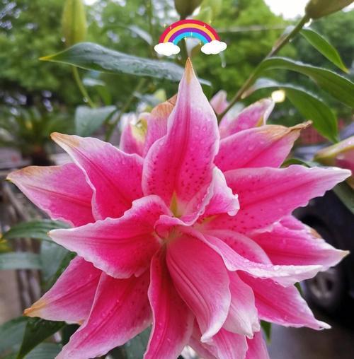 遗憾之花——寂寞的紫罗兰（揭示遗憾的花语与心情）