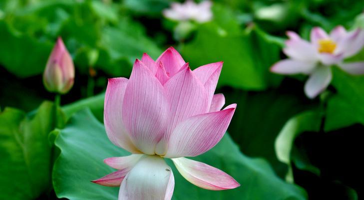 中国之花——以花代表中国的象征意义（从一朵花看中国的文化、历史和传统）