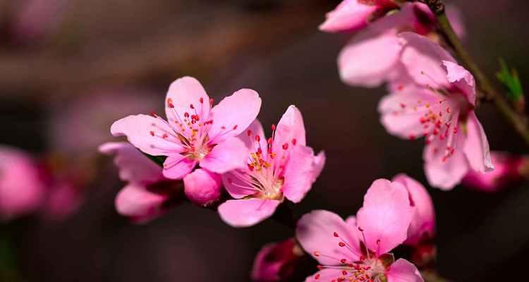 中国之花——以花代表中国的象征意义（从一朵花看中国的文化、历史和传统）