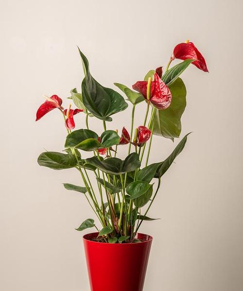 花朵中的魅力（以花为语，解读魅力密码）