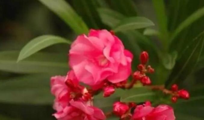 冰冷花语（揭示寒冰蔷薇的花语和象征意义）