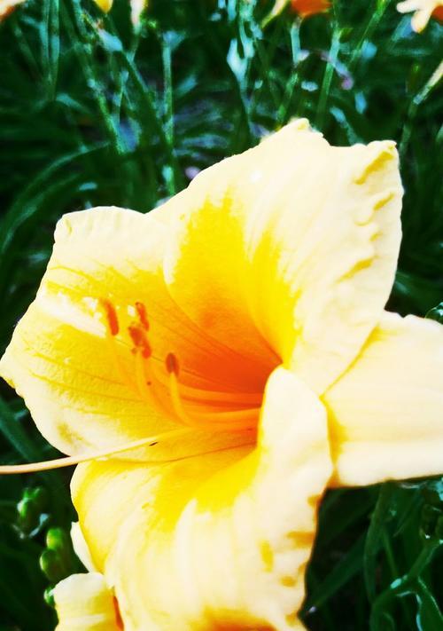 以雏菊花的花语为主题的文章（放下过往，迎接新生活）