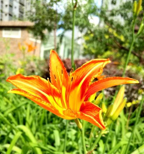 以雏菊花的花语为主题的文章（放下过往，迎接新生活）