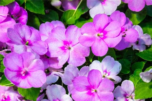 以玫瑰花的花语为主题的文章（奉献爱与美的玫瑰花语）
