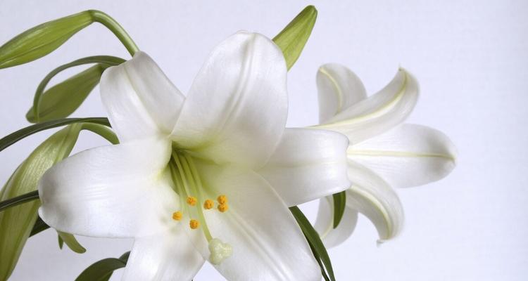 以玫瑰花的花语为主题的文章（传递情感与真爱的玫瑰花语）