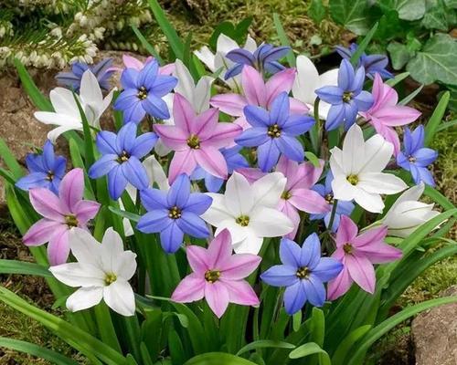 后悔之花（风信子花语告诉我们什么是后悔？）