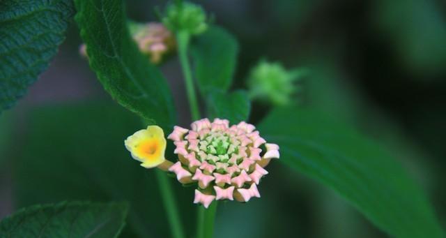 以菊花的花语为主题的吉祥如意（菊花的美丽和吉祥如意的象征）