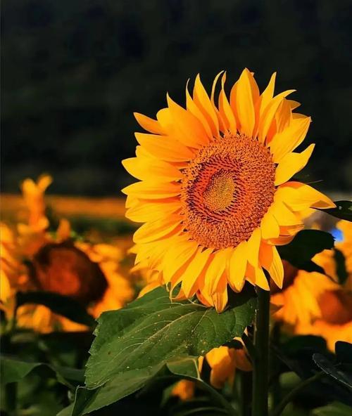 《默默守护的爱——以紫丁香花语为主题》（紫丁香，守护着你心底的柔情）
