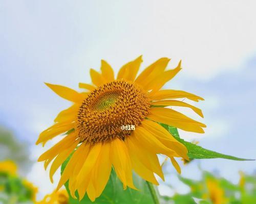 《默默守护的爱——以紫丁香花语为主题》（紫丁香，守护着你心底的柔情）
