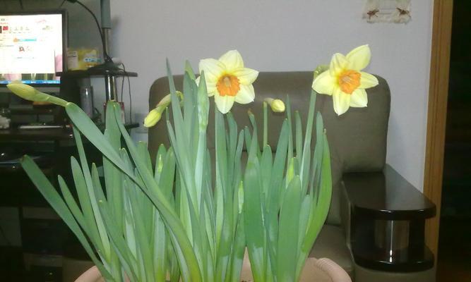 水仙花全家族——探秘不同品种的水仙花（从外貌到生长环境，解析水仙花的种类和特点）
