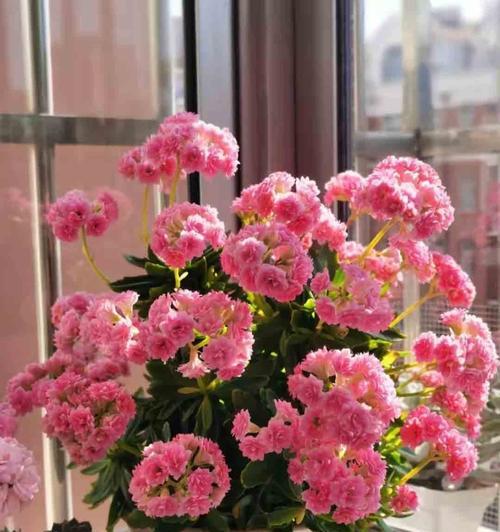 冬季盛开的鲜花（探寻冬日中的花海奇观）