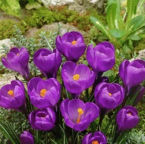 冬季盛开的鲜花（探寻冬日中的花海奇观）