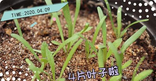 勿忘我开花时间及生长特点剖析（从种植到盛开，勿忘我的美丽之旅）