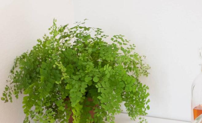 铁线蕨——耐寒易养的植物之选（耐寒的铁线蕨，从养殖到繁殖，你需要知道的一切）