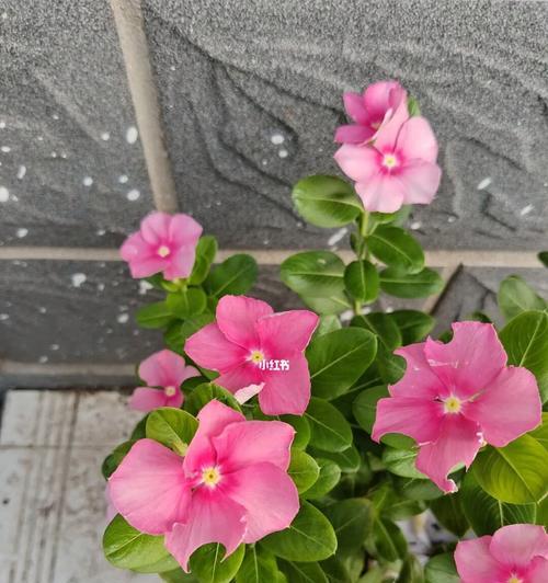 长春花怎么养才能爆花（秘诀揭秘，让你的长春花盛开如云）