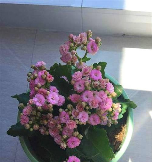 长寿花冬季养护全攻略（安全过冬，让你的长寿花更美丽）