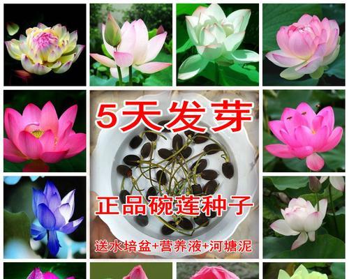 碗莲和荷花的区别与联系（来自同一家族的花卉）