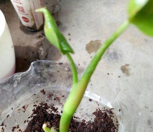 如何正确分株红掌（掌握分株技巧，让红掌长得更好）