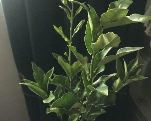 栀子花换盆后叶子蔫了怎么办？（教你4招拯救栀子花，让它重新焕发生机！）