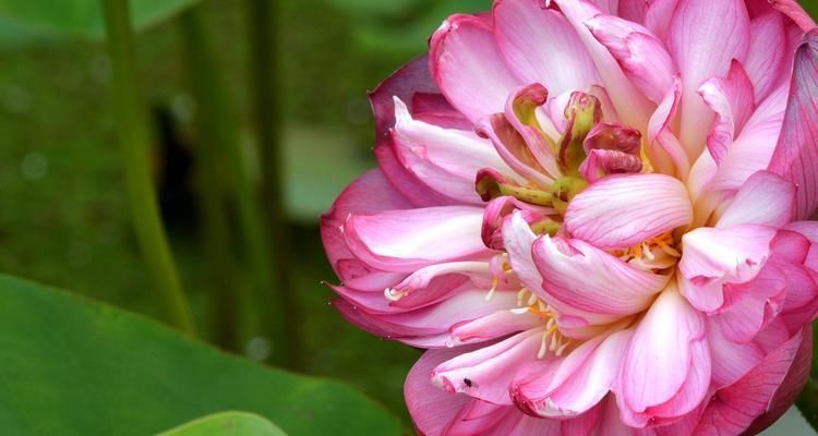 花蕊，花朵最重要的部位（图解花蕊的结构和功能，让你更懂花的美妙）