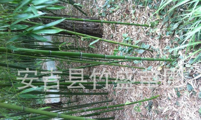 龟甲竹种植技术详解（打造生态环保的绿色家园）