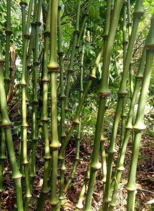 龟甲竹种植技术详解（打造生态环保的绿色家园）