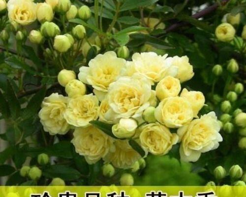 木香花的开花时间与特点（品味春日的清香，寻觅木香花的美丽）