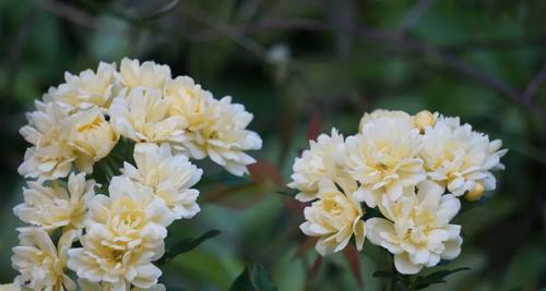 木香花的开花时间与特点（品味春日的清香，寻觅木香花的美丽）