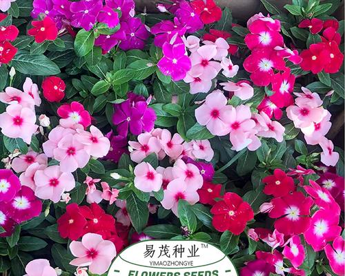 长春花种子的种植方法和注意事项（轻松掌握花卉爱好者必看的技巧）