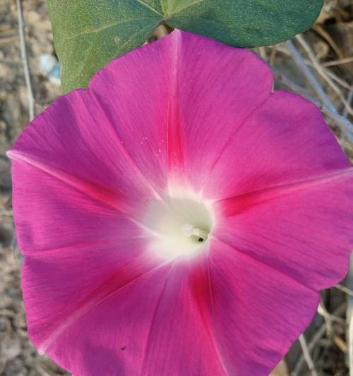 秋季在室内种牵牛花，让家里更美丽（轻松种植，让美丽常驻）