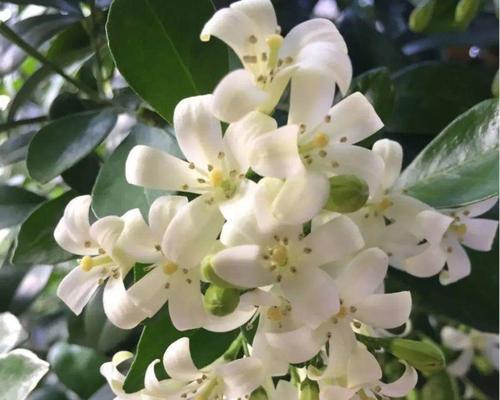 如何养护夜来香花（让你的花园充满浓郁芬芳）