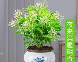如何养护夜来香花（让你的花园充满浓郁芬芳）