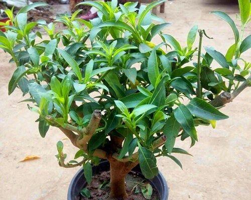 如何养护夜来香花（让你的花园充满浓郁芬芳）