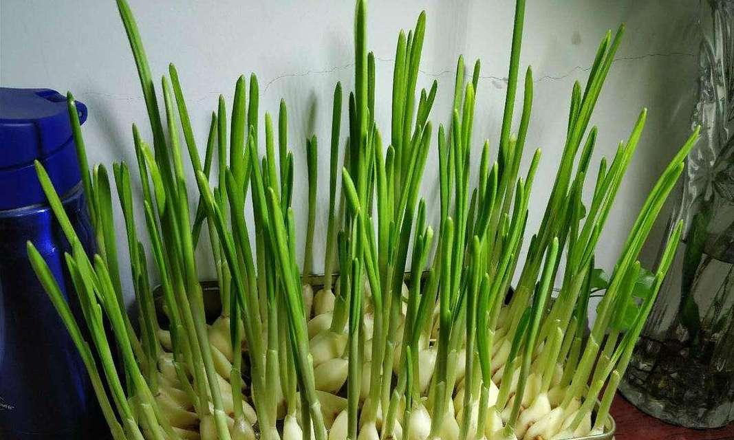 如何种植大蒜？（步骤详解）