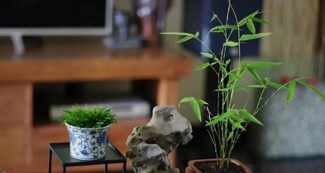竹子的特点与象征意义（探究竹子的生长、形态、文化和艺术价值）