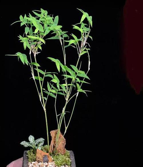 竹子的特点与象征意义（探究竹子的生长、形态、文化和艺术价值）