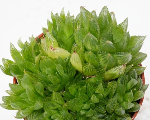 如何正确浇水樱水晶——让您的樱水晶生机勃勃（樱水晶养殖技巧大揭秘——掌握浇水要点，让它一年四季生机勃勃！）
