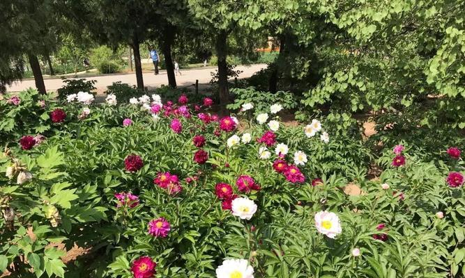 芍药花种植全攻略（一步步教你掌握芍药花种植技巧，让您的芍药花园更美丽）