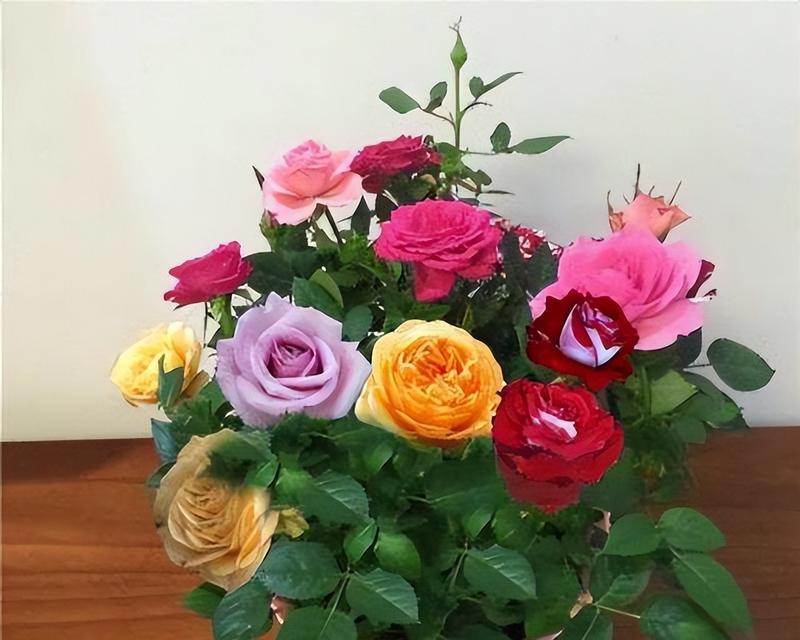盆栽玫瑰花的养殖技巧（从选材到养护，教你打造美丽花园）