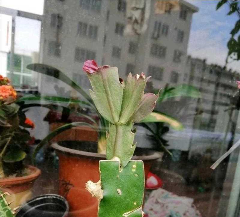 嫁接蟹爪兰（掌握嫁接技巧，打造的植物馆）