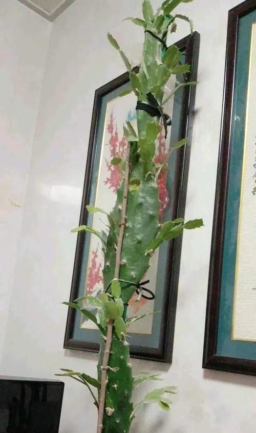 嫁接蟹爪兰（掌握嫁接技巧，打造的植物馆）