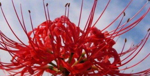 盆栽彼岸花为何不开花？（探究盆栽彼岸花开花问题的原因和解决方法）